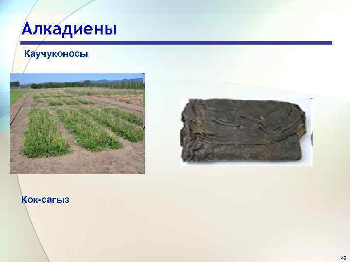 Алкадиены Каучуконосы Кок-сагыз 42 