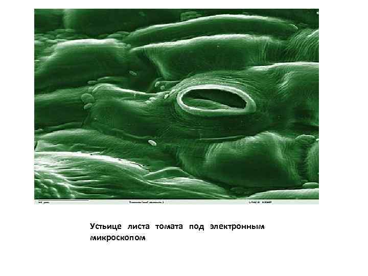 Устьице листа томата под электронным микроскопом 