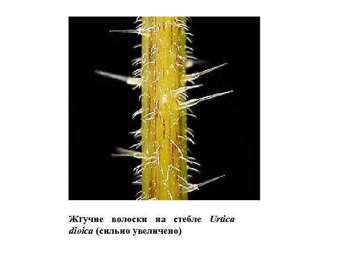 Жгучие волоски на стебле Urtica dioica (сильно увеличено) 