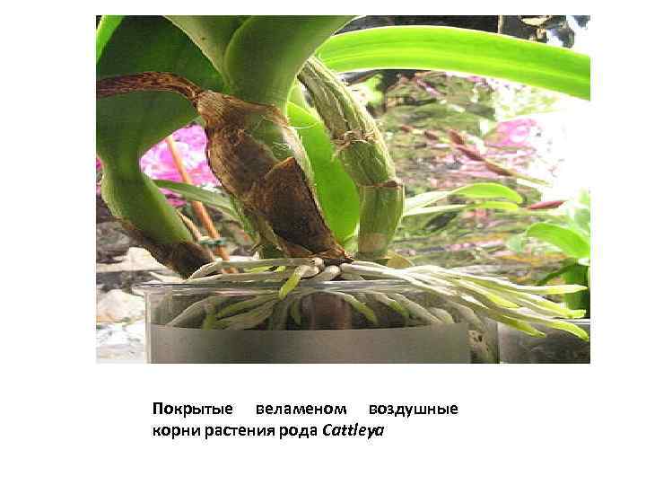 Покрытые веламеном воздушные корни растения рода Cattleya 