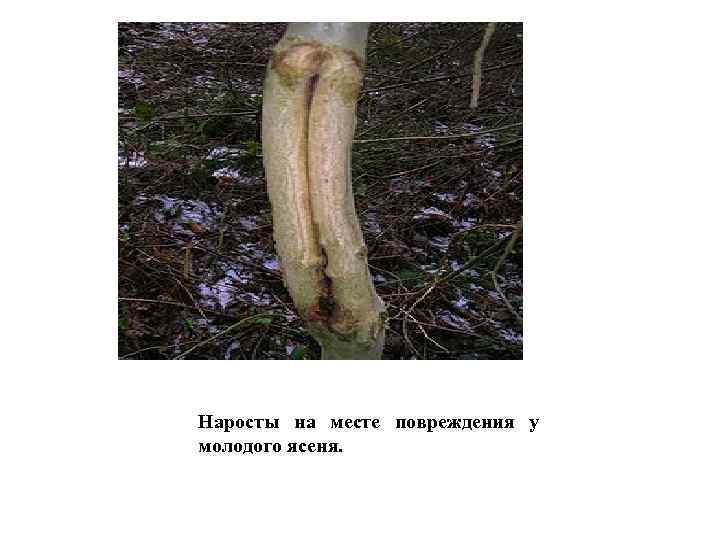Наросты на месте повреждения у молодого ясеня. 