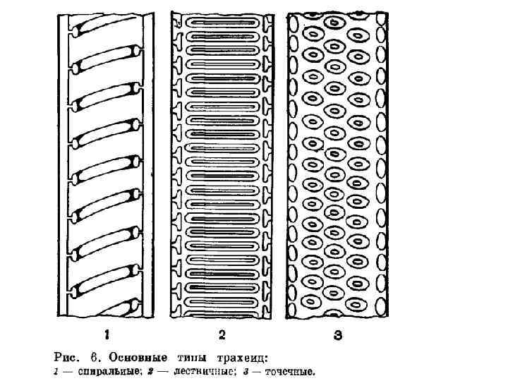 Проводящая ткань 1