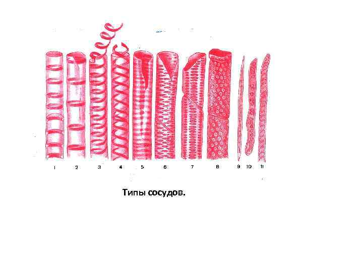 Типы сосудов. 