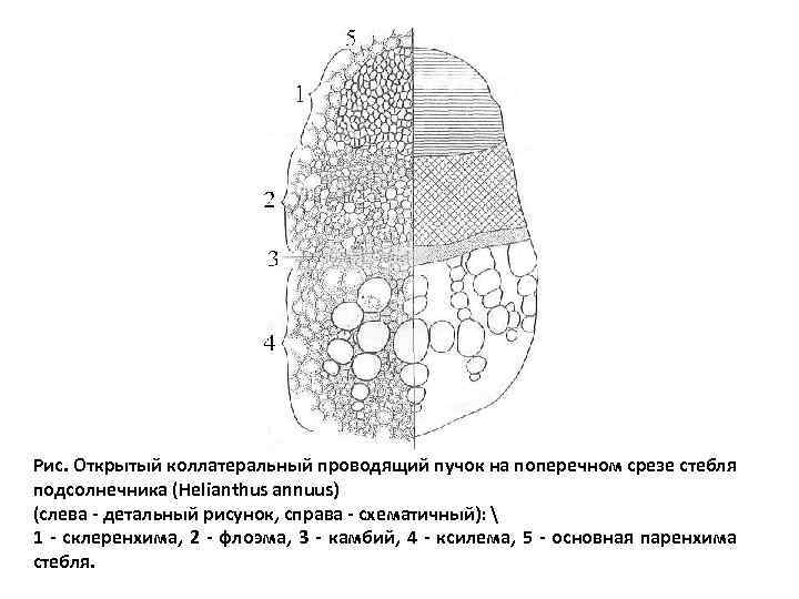 Пучки стебля. Коллатеральный открытый проводящий пучок стебля подсолнечника. Строение проводящего пучка подсолнечника. Схема поперечного среза стебля подсолнечника. Строение стебля подсолнечника на поперечном срезе.