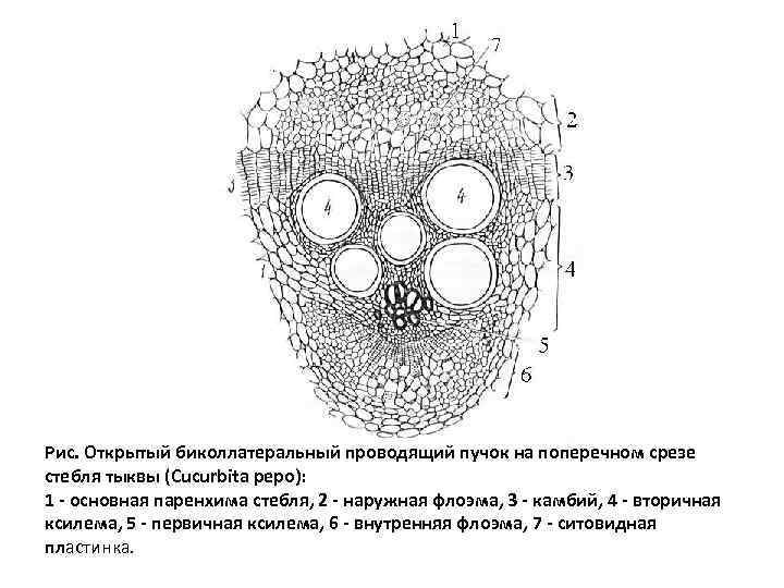 Рис. Открытый биколлатеральный проводящий пучок на поперечном срезе стебля тыквы (Cucurbita pepo): 1 -