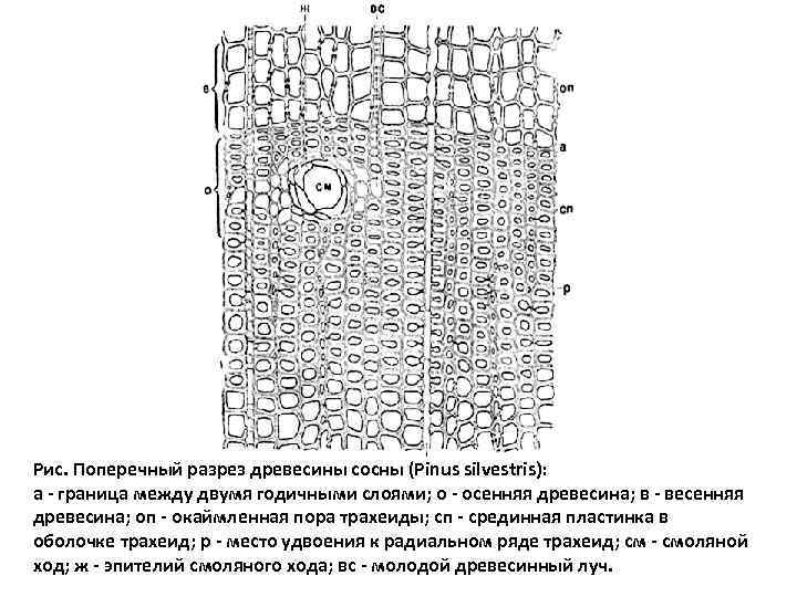 Рис. Поперечный разрез древесины сосны (Pinus silvestris): а - граница между двумя годичными слоями;