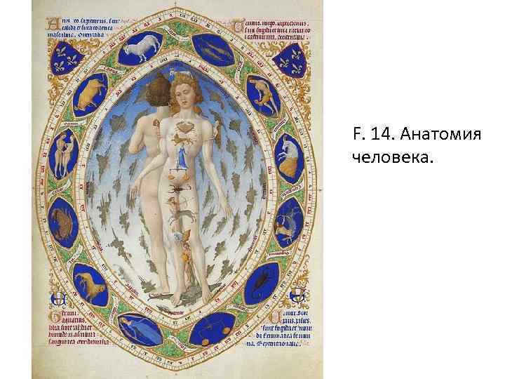 F. 14. Анатомия человека. 