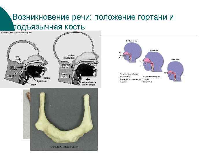 Возникновение речи: положение гортани и подъязычная кость 