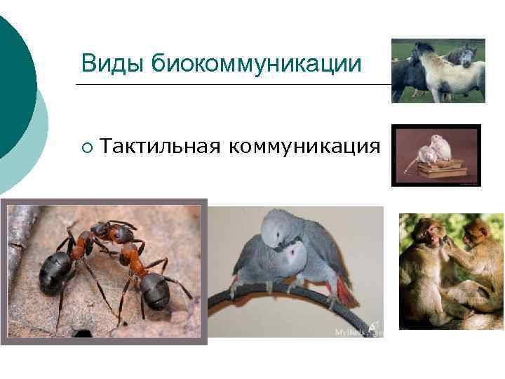 Виды биокоммуникации ¡ Тактильная коммуникация 