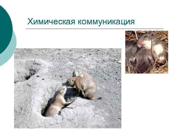 Химическая коммуникация 