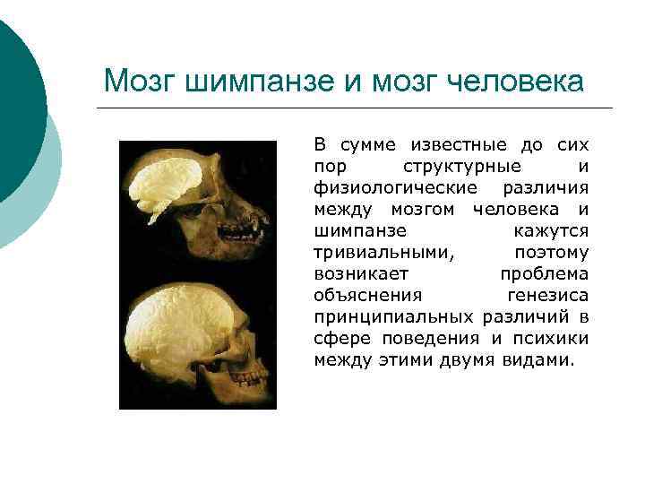 Мозг шимпанзе и мозг человека В сумме известные до сих пор структурные и физиологические
