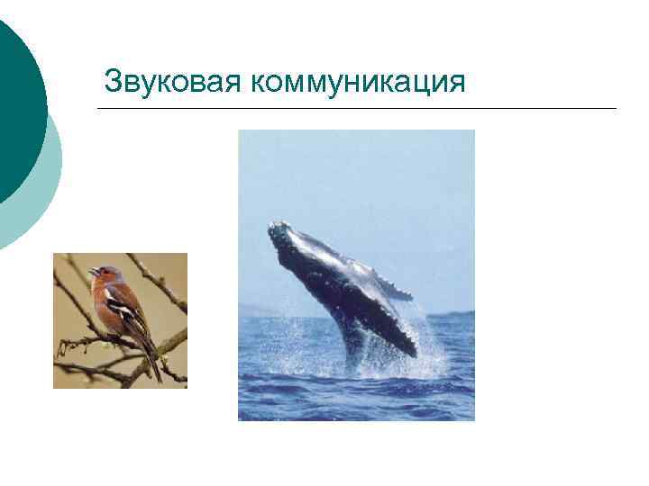 Звуковая коммуникация 