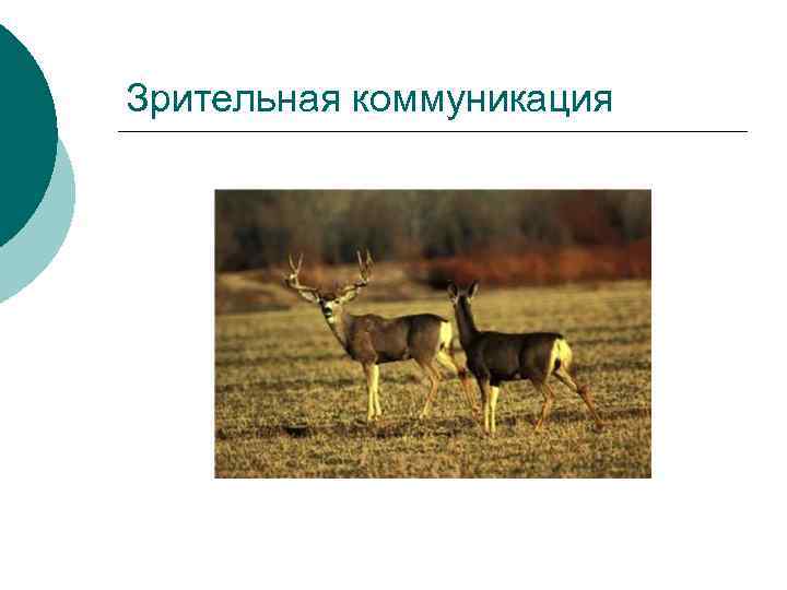 Зрительная коммуникация 