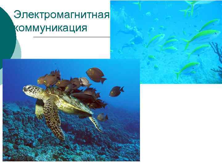 Электромагнитная коммуникация 