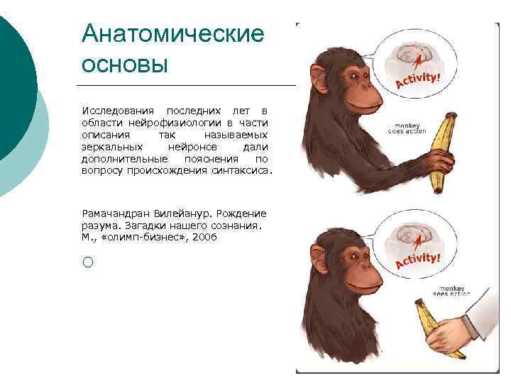 Анатомические основы Исследования последних лет в области нейрофизиологии в части описания так называемых зеркальных