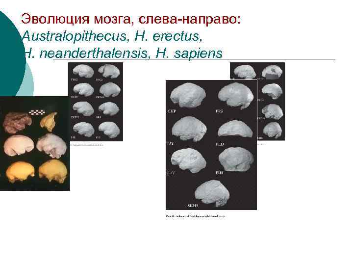 Эволюция мозга, слева-направо: Australopithecus, H. erectus, H. neanderthalensis, H. sapiens 