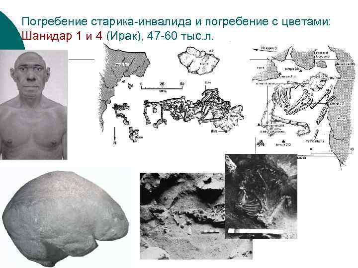 Погребение старика-инвалида и погребение с цветами: Шанидар 1 и 4 (Ирак), 47 -60 тыс.