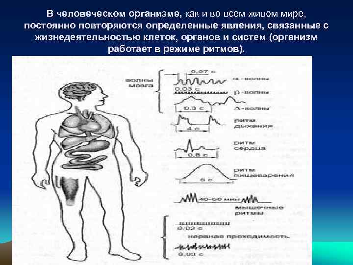 В человеческом организме, как и во всем живом мире, постоянно повторяются определенные явления, связанные