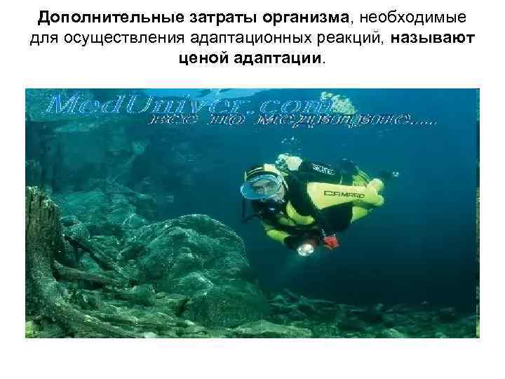 Дополнительные затраты организма, необходимые для осуществления адаптационных реакций, называют ценой адаптации. 
