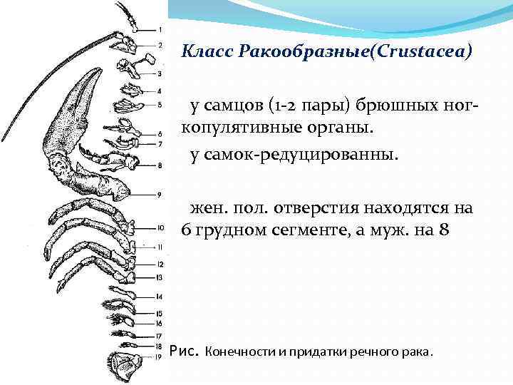  Класс Ракообразные(Сrustacea) у самцов (1 -2 пары) брюшных ногкопулятивные органы. у самок-редуцированны. жен.