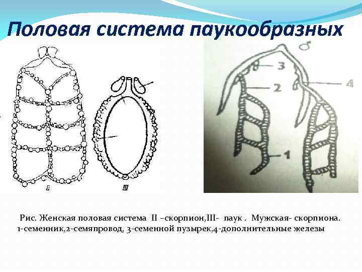 Половая система паукообразных Рис. Женская половая система II –скорпион, III- паук. Мужская- скорпиона. 1