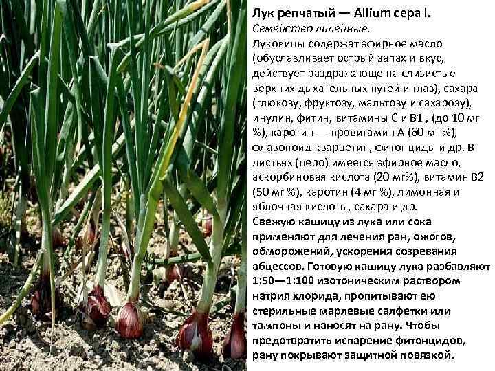 Лук репчатый — Allium сера l. Семейство лилейные. Луковицы содержат эфирное масло (обуславливает острый