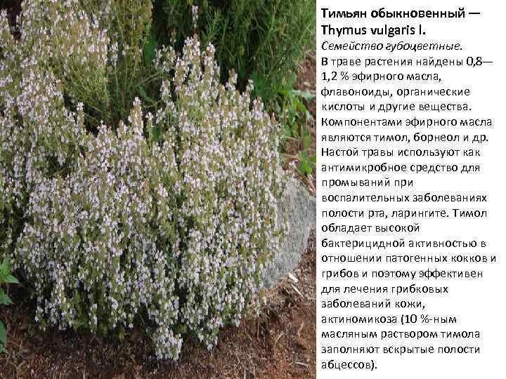 Тимьян обыкновенный — Thymus vulgaris l. Семейство губоцветные. В траве растения найдены 0, 8—