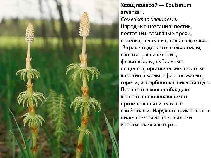 Хвощ полевой — Equisetum arvense l. Семейство хвощовые. Народные названия: пестик, пестовник, земляные орехи,