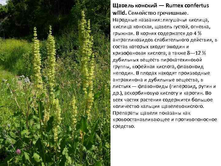 Щавель конский — Rumex confertus willd. Семейство гречишные. Народные названия: лягушачья кислица, кислица конская,