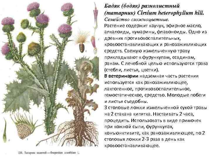 Назови лекарственное растение из семейства сложноцветных