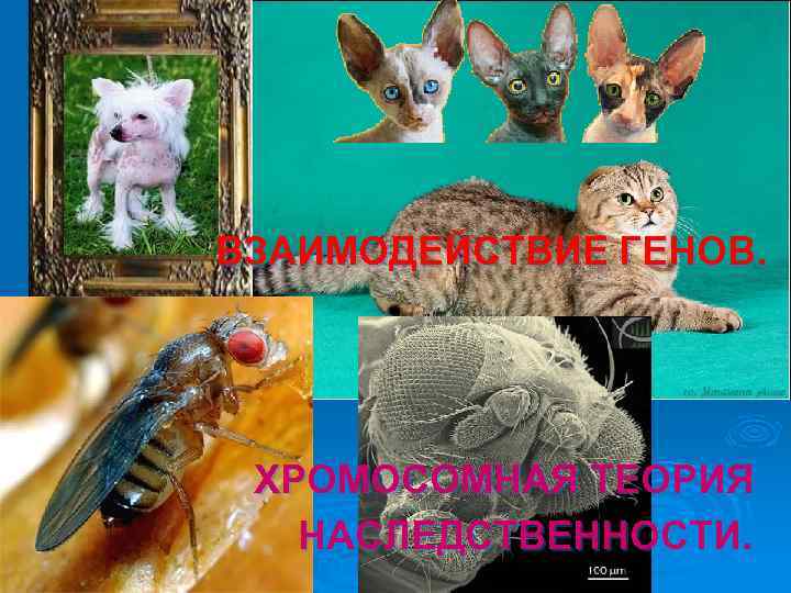 ВЗАИМОДЕЙСТВИЕ ГЕНОВ. ХРОМОСОМНАЯ ТЕОРИЯ НАСЛЕДСТВЕННОСТИ. 