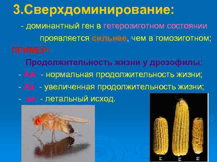 3. Сверхдоминирование: - доминантный ген в гетерозиготном состоянии проявляется сильнее, чем в гомозиготном; ПРИМЕР: