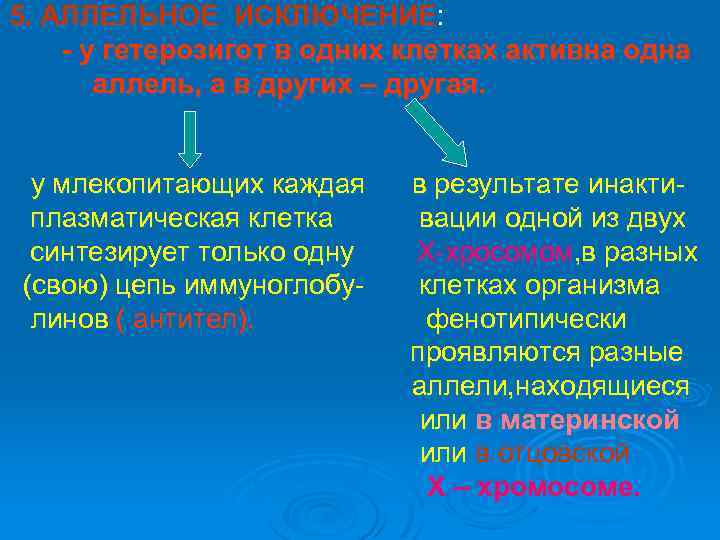 5. АЛЛЕЛЬНОЕ ИСКЛЮЧЕНИЕ: - у гетерозигот в одних клетках активна одна аллель, а в