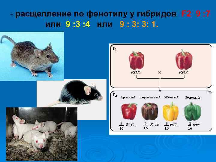 - расщепление по фенотипу у гибридов F 2 9 : 7 или 9 :