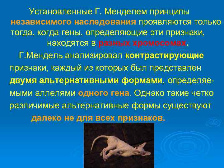 Установленные Г. Менделем принципы независимого наследования проявляются только тогда, когда гены, определяющие эти признаки,