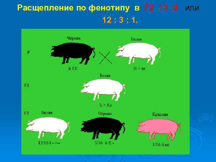 Расщепление по фенотипу в F 2 13 : 3 или 12 : 3 :