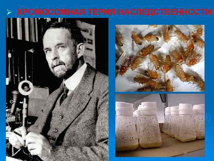 Ø ХРОМОСОМНАЯ ТЕРИЯ НАСЛЕДСТВЕННОСТИ 