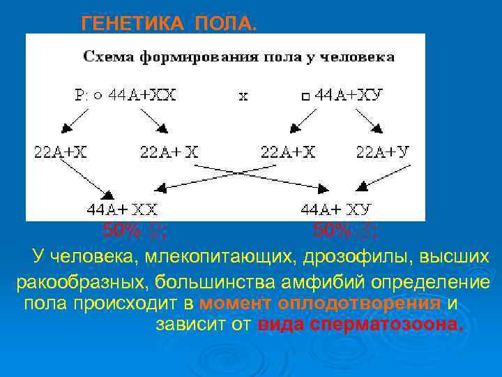 ГЕНЕТИКА ПОЛА. 50% ♀; 50% ♂; У человека, млекопитающих, дрозофилы, высших ракообразных, большинства амфибий