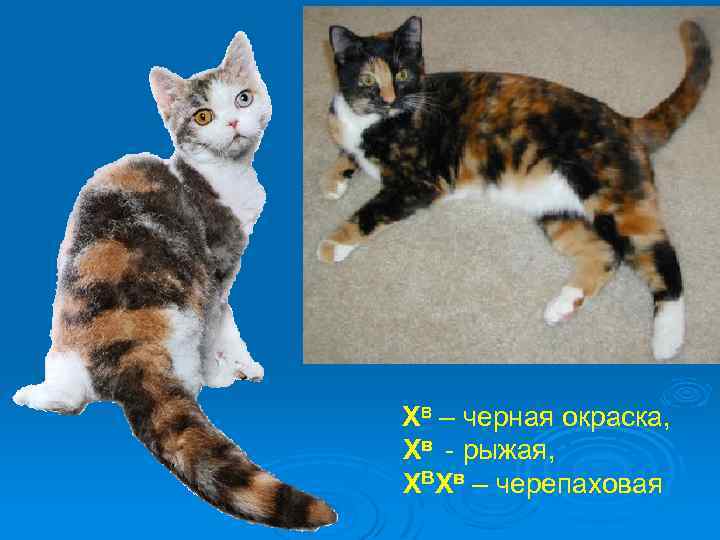 ХВ – черная окраска, Хв - рыжая, ХВХв – черепаховая 
