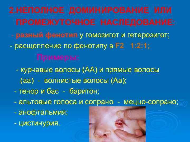 2. НЕПОЛНОЕ ДОМИНИРОВАНИЕ ИЛИ ПРОМЕЖУТОЧНОЕ НАСЛЕДОВАНИЕ: - разный фенотип у гомозигот и гетерозигот; -