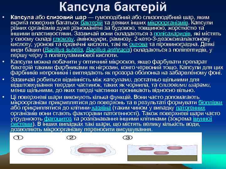  • • Капсула бактерій Капсула або слизовий шар — гумоподібний або слизоподібний шар,