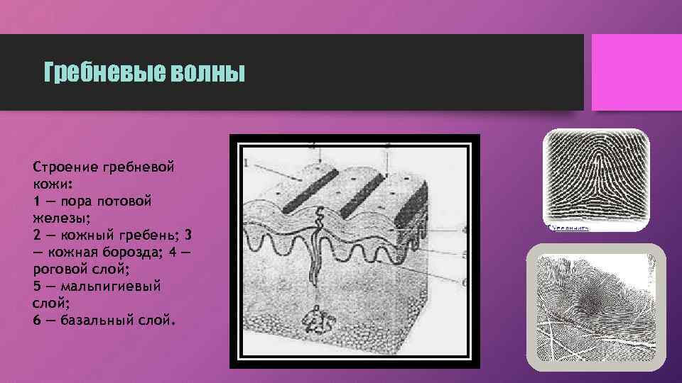 Гребневые волны Строение гребневой кожи: 1 — пора потовой железы; 2 — кожный гребень;