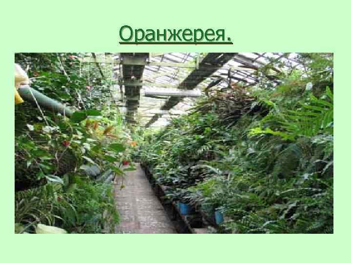 Оранжерея. 