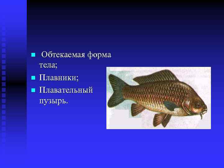  n n n Обтекаемая форма тела; Плавники; Плавательный пузырь. 