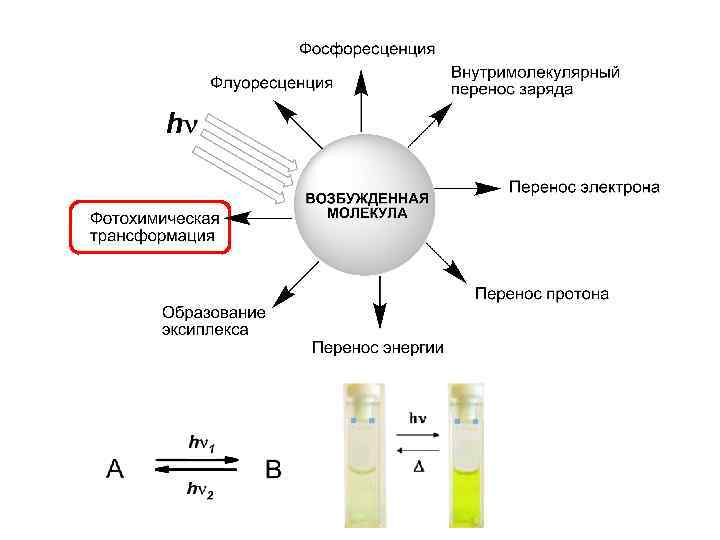 Возбуждение молекул хлорофилла