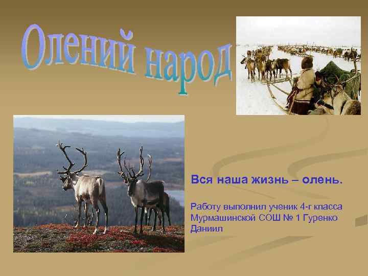 Вся наша жизнь – олень. Работу выполнил ученик 4 -г кпасса Мурмашинской СОШ №
