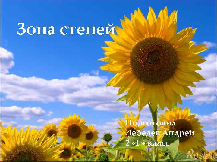 Зона степей Подготовил Лебедев Андрей 2 «Г» класс 