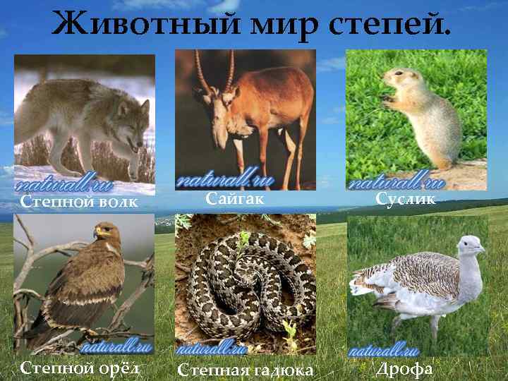 Животный мир степей. Степной волк Степной орёл Сайгак Степная гадюка Суслик Дрофа 