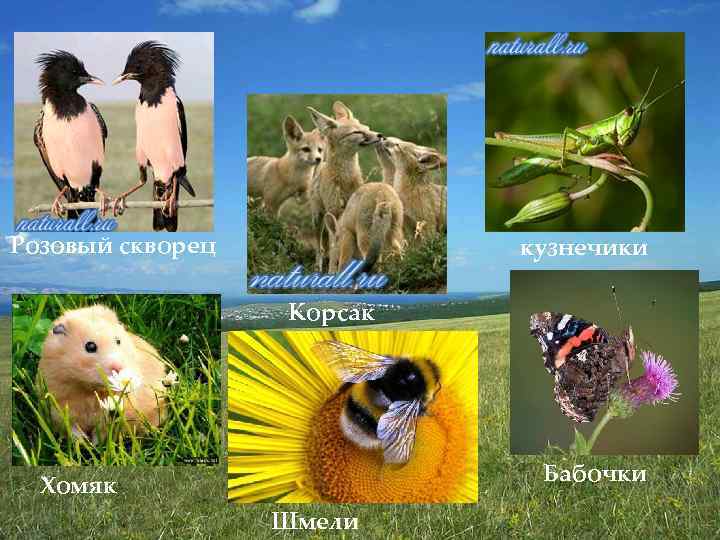Розовый скворец кузнечики Корсак Бабочки Хомяк Шмели 