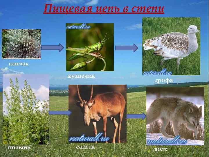 Пищевая цепь в степи типчак кузнечик полынь сайгак дрофа волк 